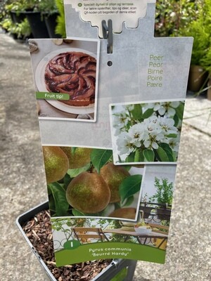 Pear &#39;Beurre Hardy&#39;