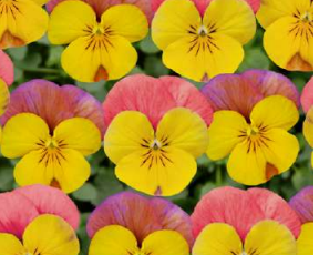 10 Viola -Yellow Rose Wing