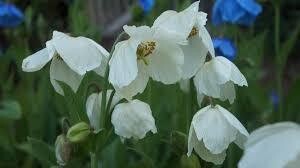 Meconopsis &#39;Baileyi Alba&#39; - Himalayan White Poppy - Brings colour to a shaded spot