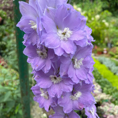 DELPHINIUM MORNING LIGHT months of blue Spires on 5 ft /150 Cm stems ! Young plants are pruned before delivery to encourage bushy growth.