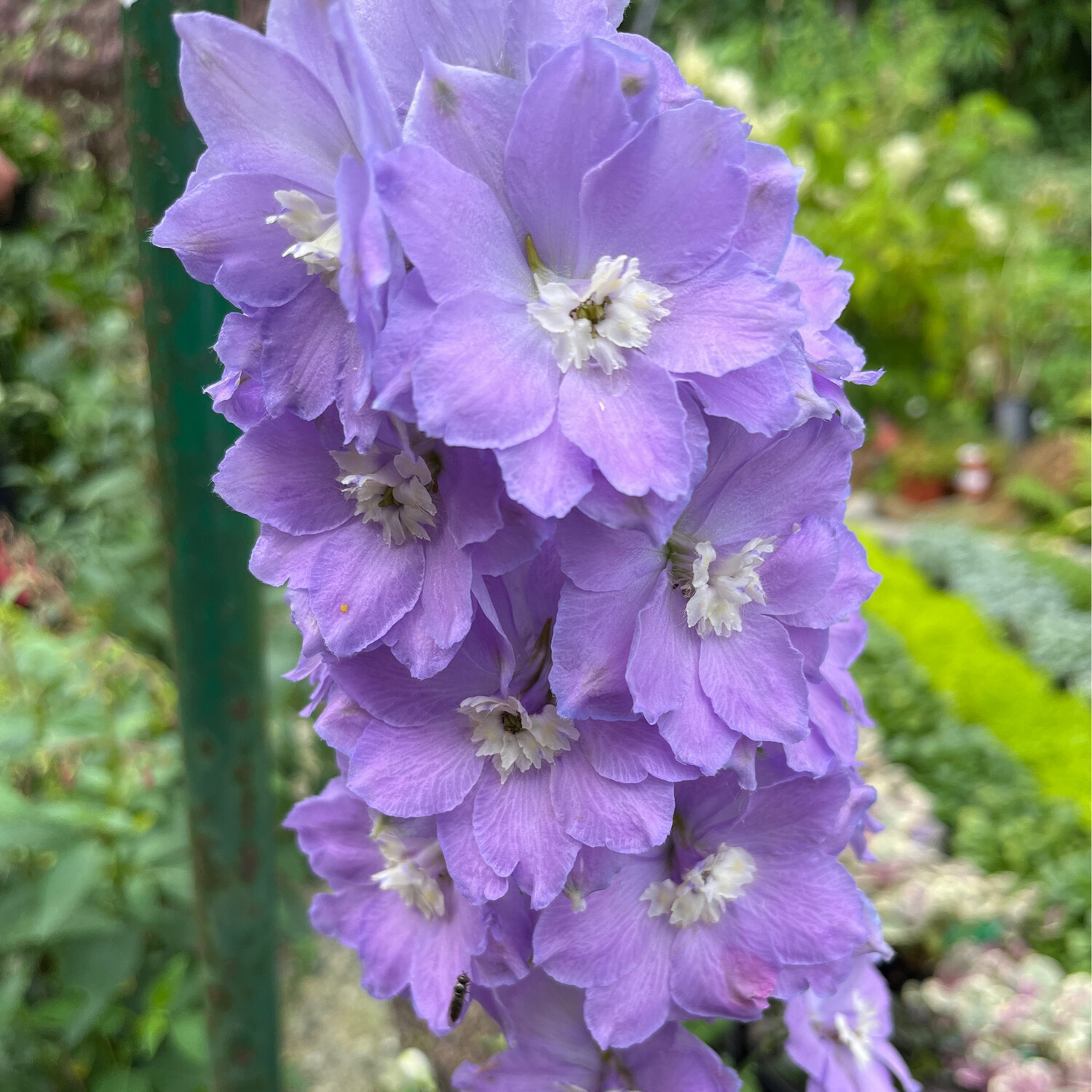 DELPHINIUM MORNING LIGHT months of blue Spires on 5 ft /150 Cm stems ! Young plants are pruned before delivery to encourage bushy growth.