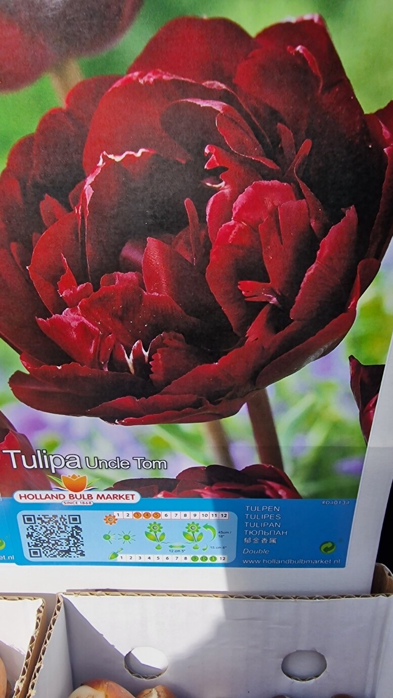 10 Tulips- UNCLE TOM