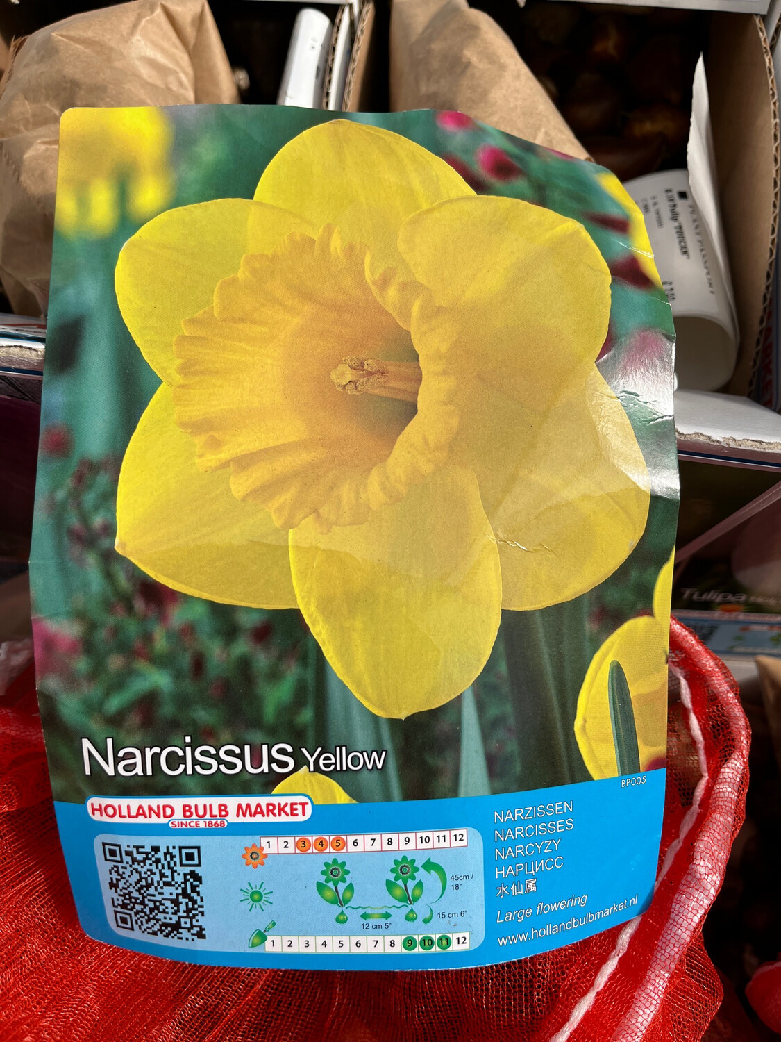 100 King Alfred Daffodils Best large Cup Large Yellow Cup Trumpet
