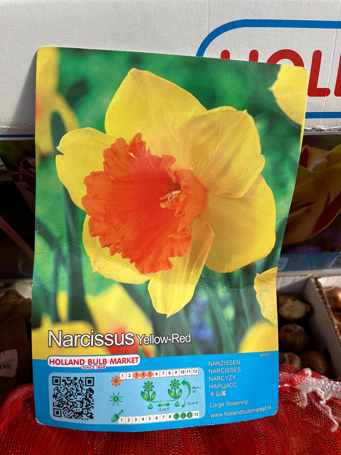 Daffodils Large yellow ,Red Trumpet…strong Stems APPROX 50 Large Bulbs