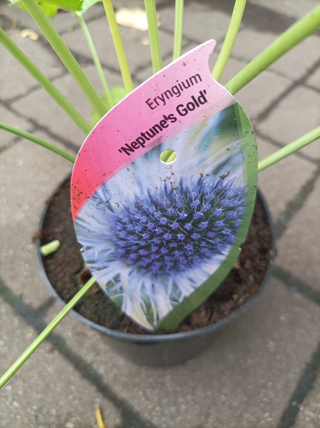 Eryngium - Neptunes Gold - Sea holly