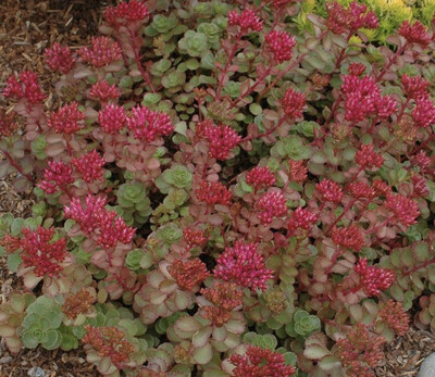 Sedum “Dragons Blood”a hardy carpet plant with colourful foliage and red flowers. Perfect spreading on banks or spilling over walls and kerbs