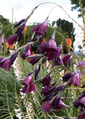 DIARAMA BLACKBERRY BELLS ..ANGELS FISHING WAND months of nodding Flowers !Lasts For Years ALL IRELAND DELIVERY