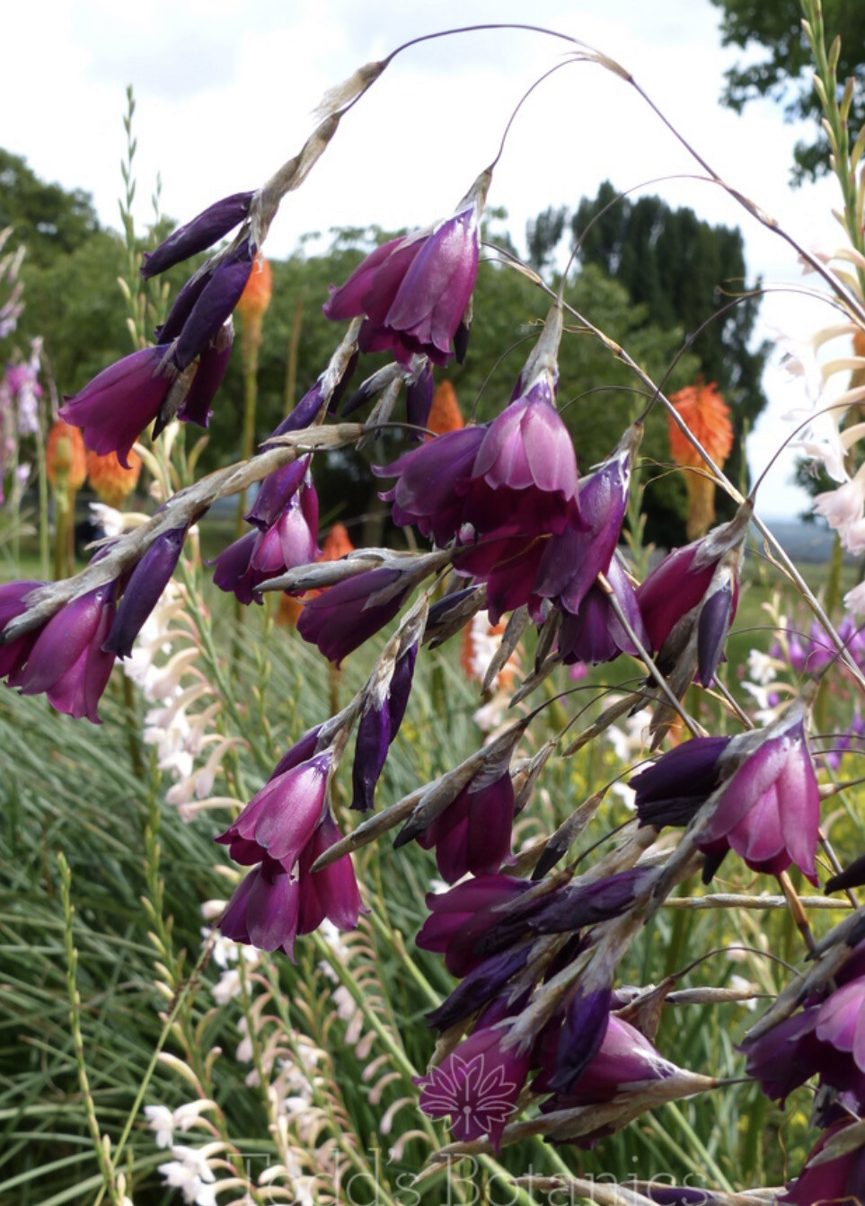 DIARAMA BLACKBERRY BELLS ..ANGELS FISHING WAND months of nodding Flowers !Lasts For Years ALL IRELAND DELIVERY