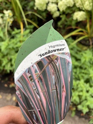 Phormium &#39;Sundowner&#39; - Extra Large New Zealand Flax