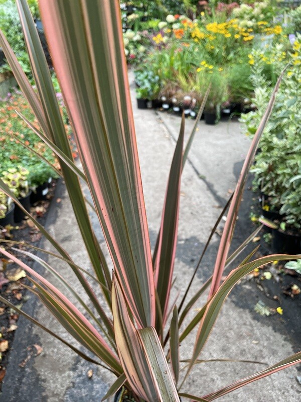Phormium 'Sundowner' - Extra Large New Zealand Flax