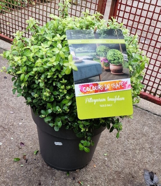 Pittosporum ''Gold golf Ball''