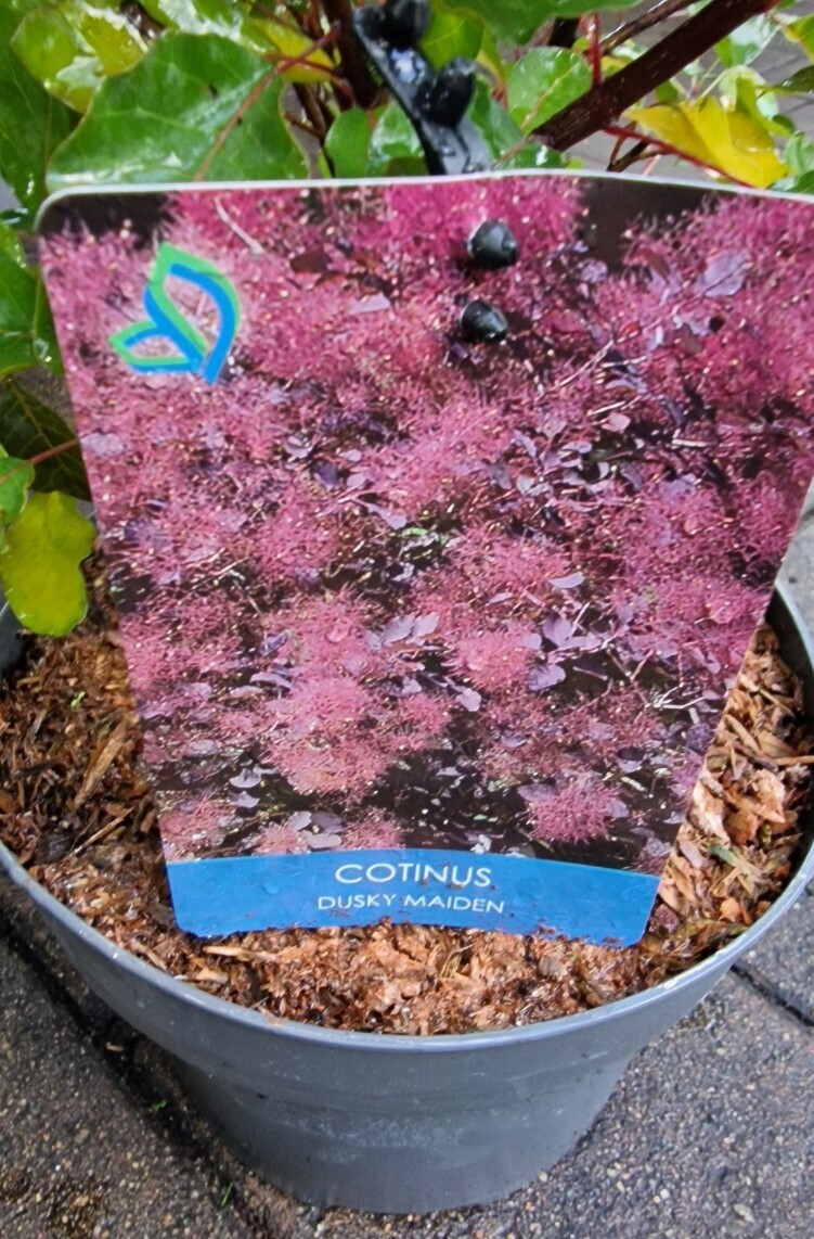 Cotinus Dusky Maiden