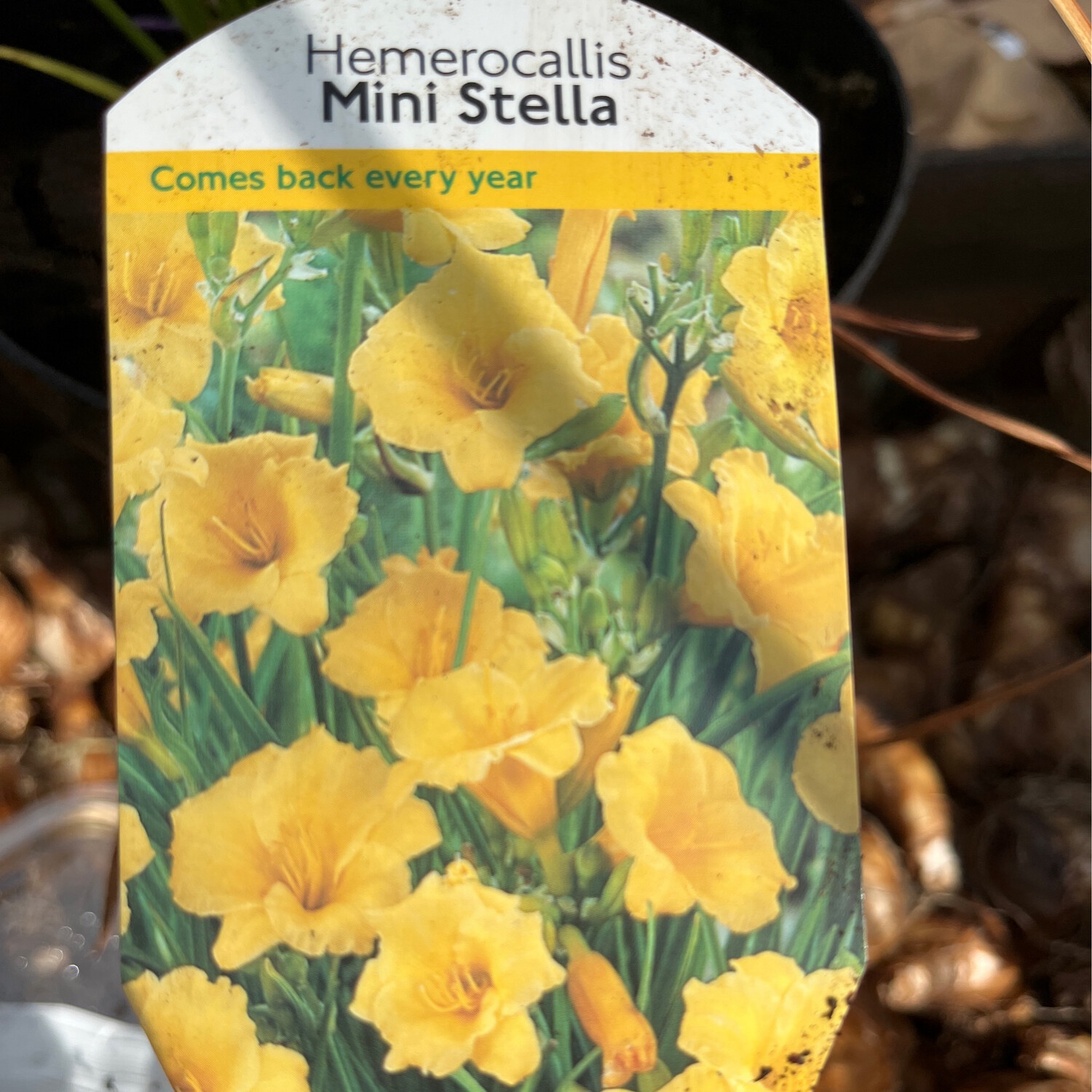 Daylily,Hemerocallis “Mini Stella “ Flowers In summer and autumn for months. Winter hardy and lasts for years. Bushy pruned back plants