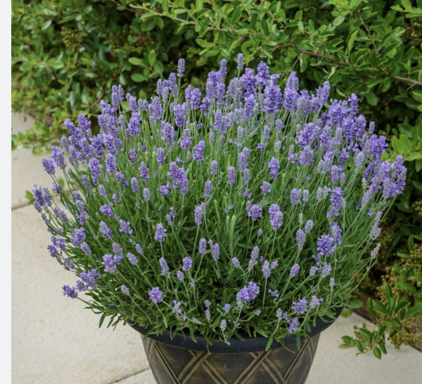 Lavender BeeZee &#39;Light Blue&#39;... Young Pot Grown Plants . Months of light Blue flowers…very fragrant .For pots or beds .