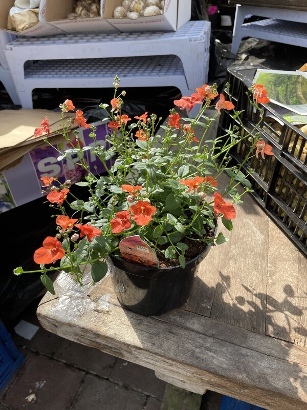 Diascia Breezee Plus 'Orange'