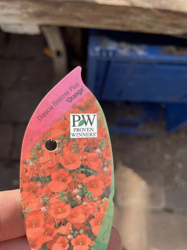 Diascia Breezee Plus 'Orange'