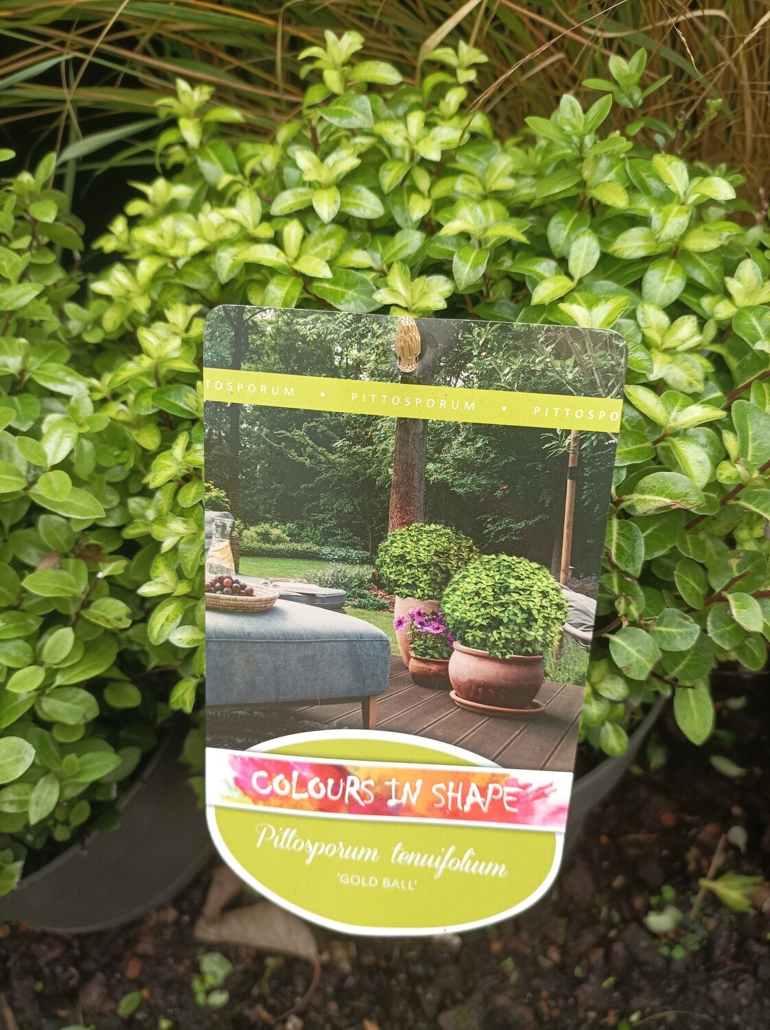 Pittosporum tennifolium Golf Ball Gold