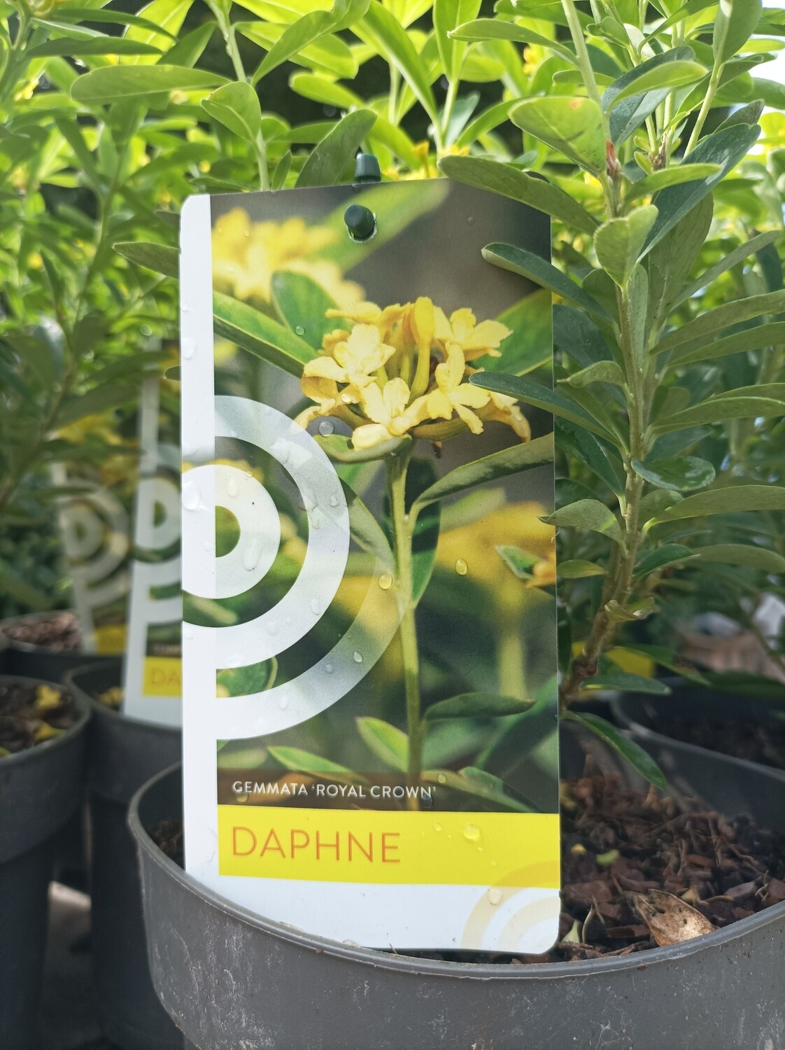 Daphne - Royal Crown DAPHNE ROYAL CROWN butter yellow fragrant flowers for months over fresh green foliage. Good in pots or beds