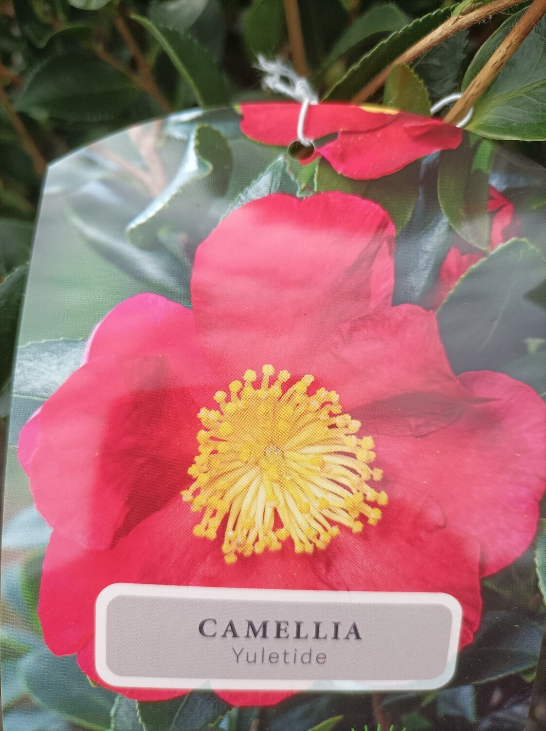 Sasanqua Camellia - Yuletide