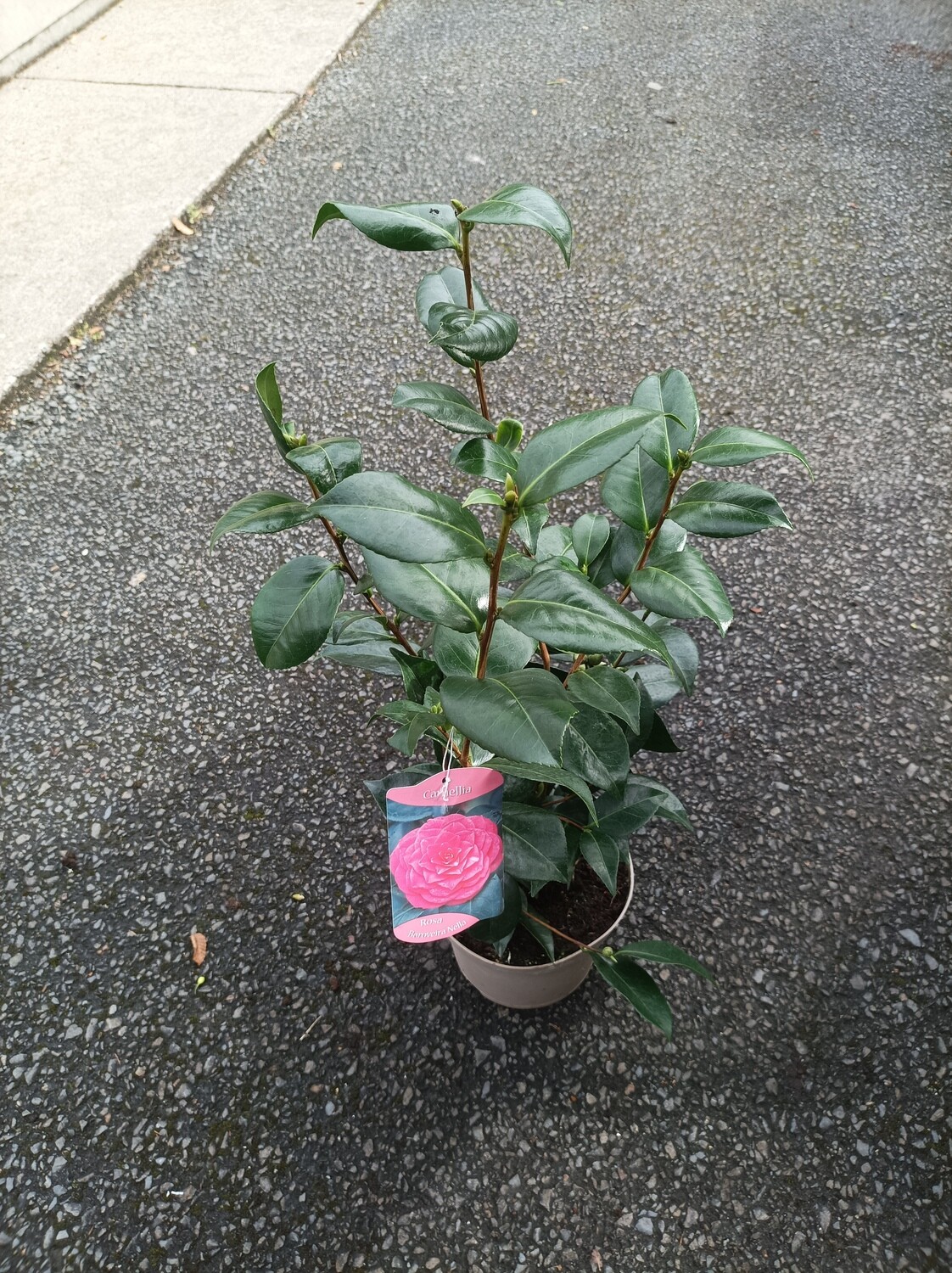 Camellia - Rosa Baroveira Nella