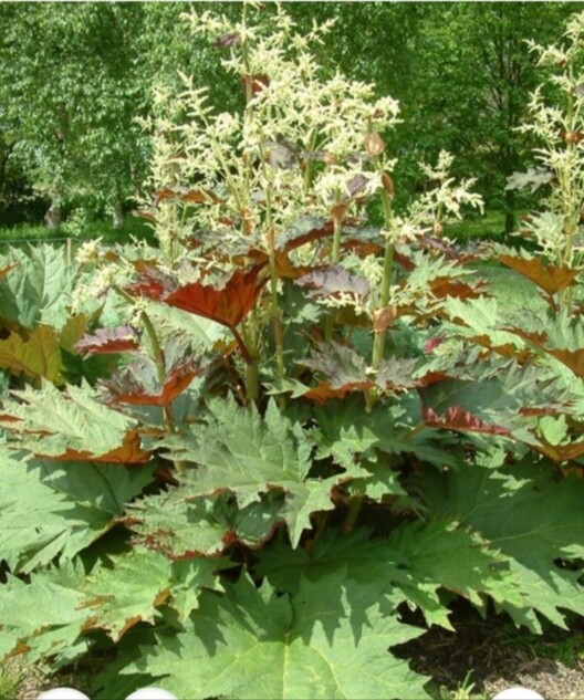 RHEUM- palmatum tanguticum Ornamental Rhubarb,flowers for months with flowers that tower over colourful foliage. Winter Hardy And Lasts