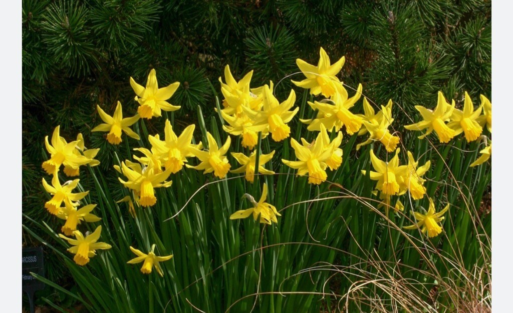 10 Dwarf Daffodil - February Gold