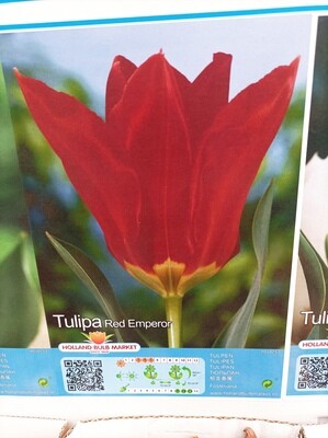 10 TULIP RED EMPEROR