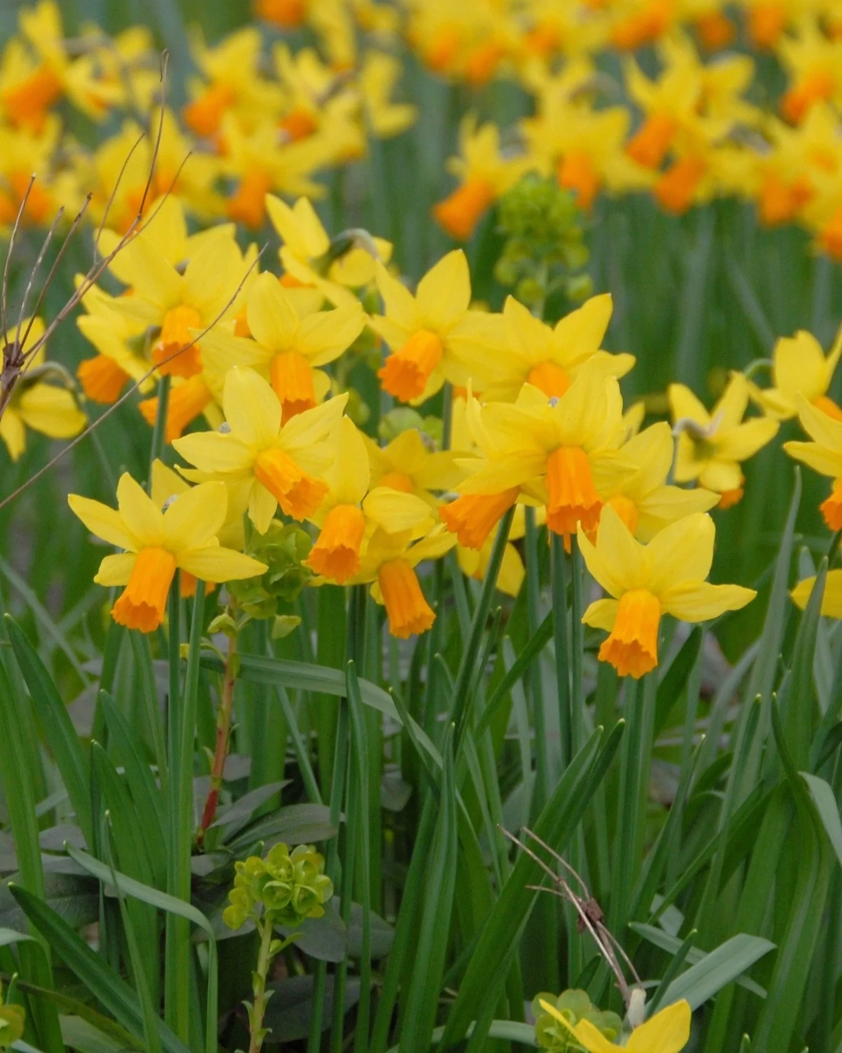 10 Narcissus - Jetfire Mini Daffodils