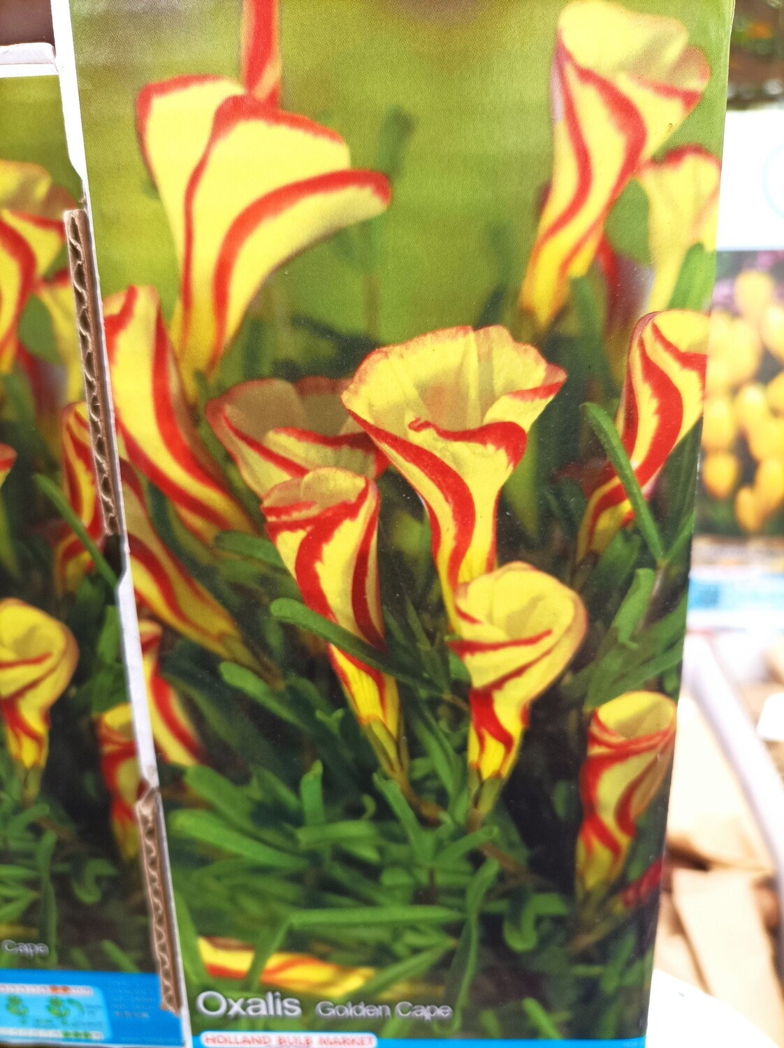10 Oxalis - Golden Cape