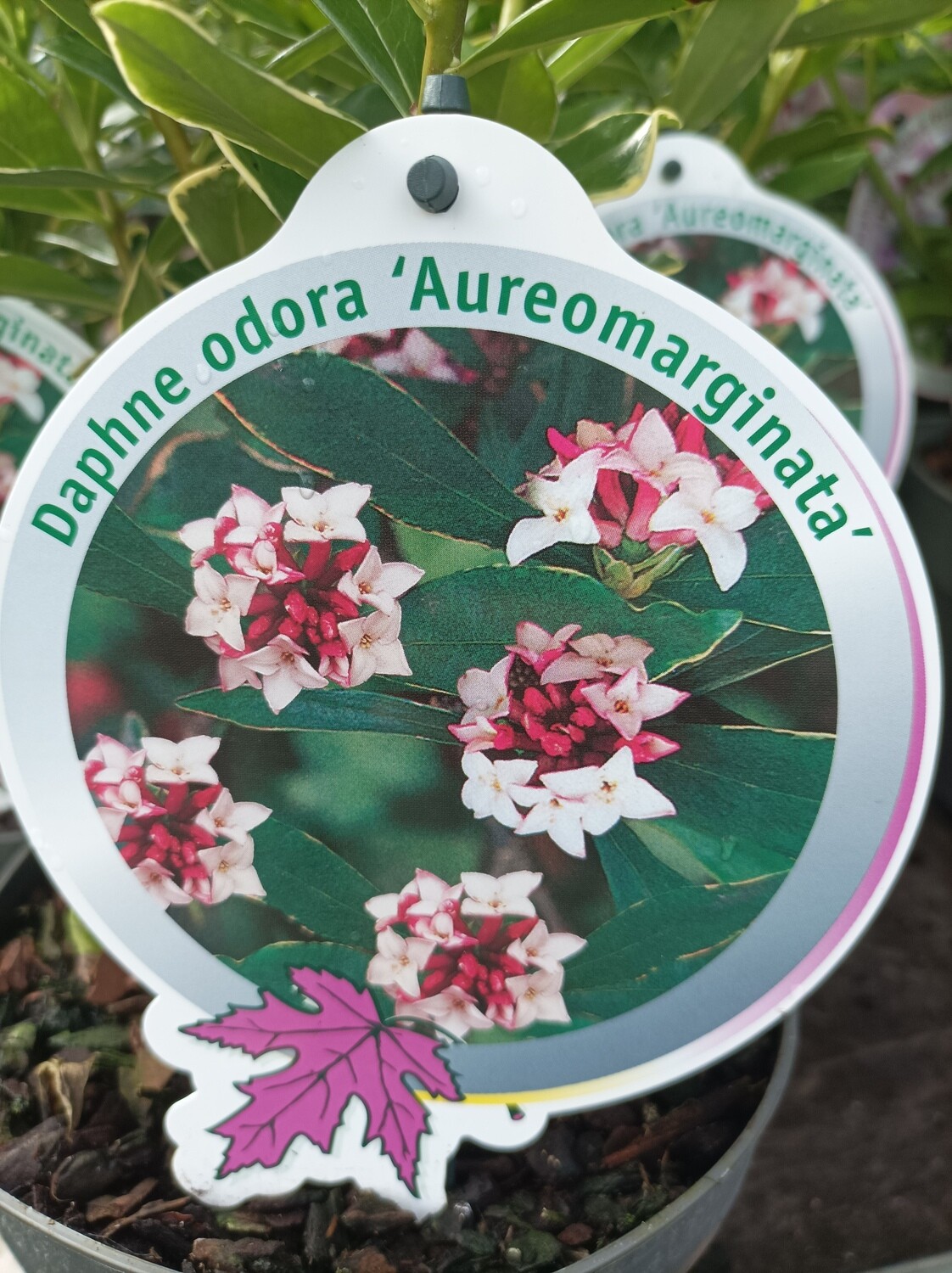 Daphne Odora “Aureomarginata”