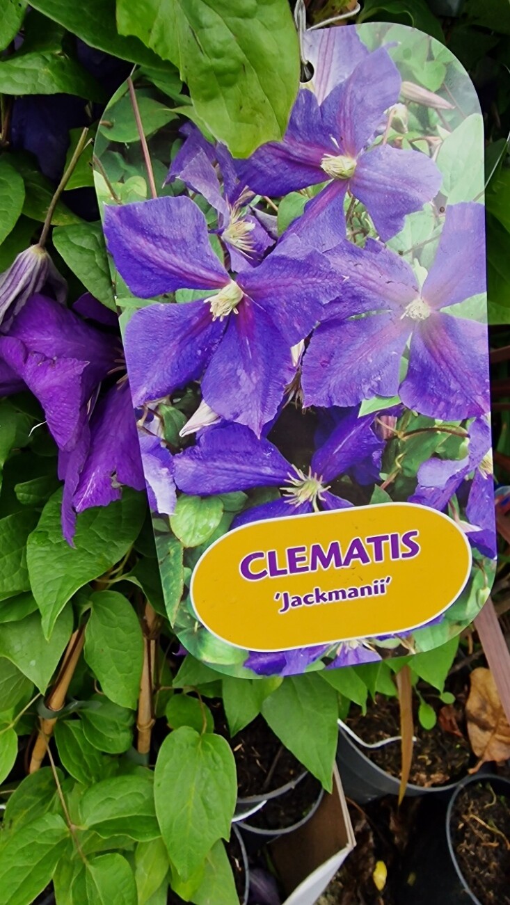 Clematis -Jackmanii