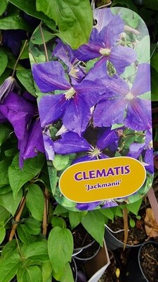 Clematis -Jackmanii