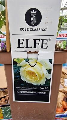 Climbing Rose &#39;&#39;ELFE&#39;&#39;