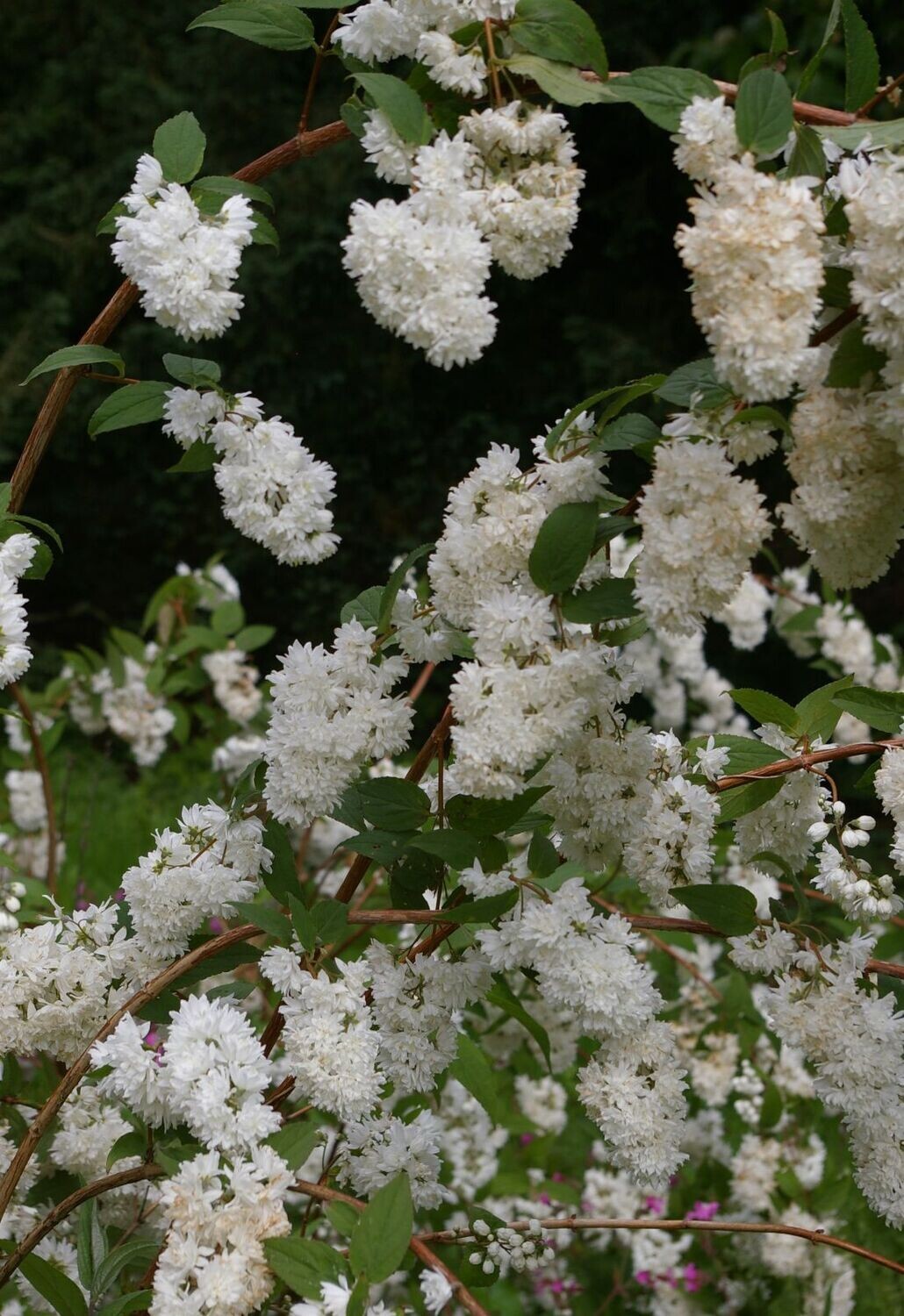 Deutzia Magnifica