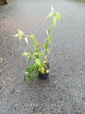 Kerria Japonica Plenifora (Bachelors Buttons )Tough shrub with fresh green foliage and yellow double flowers. Can be trained against a wall or left freestanding. Height Approx 6 Ft Or prune to 3 ft