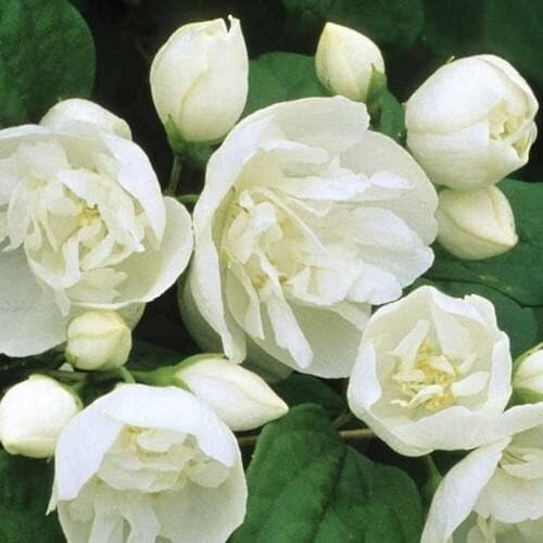 “Mock Orange” Philadelphus “Virginal “ Sweetly Fragrant double white flowers in summer .A Magnet for bees and pollinators. Easy to grow shrub