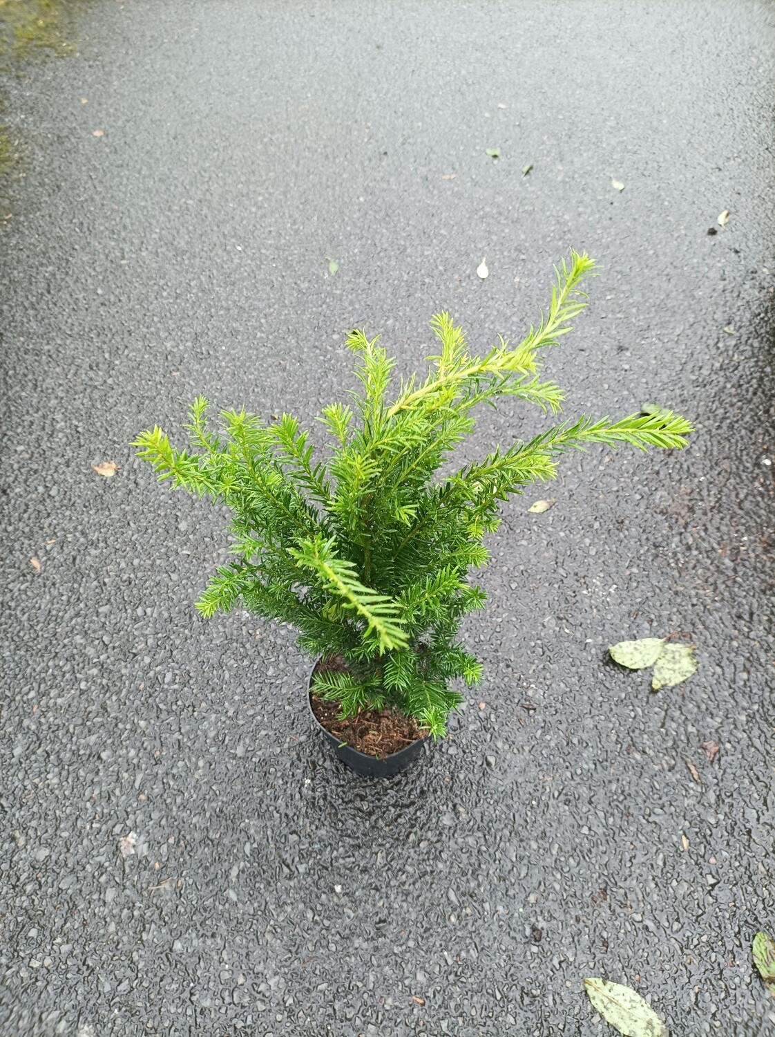 Yew Hedging - Taxus Baccata
