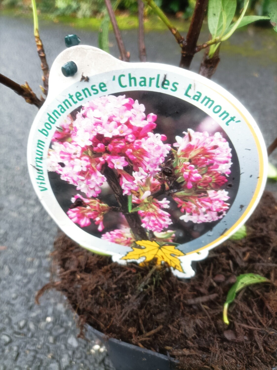 Viburnum - Charles Lamont