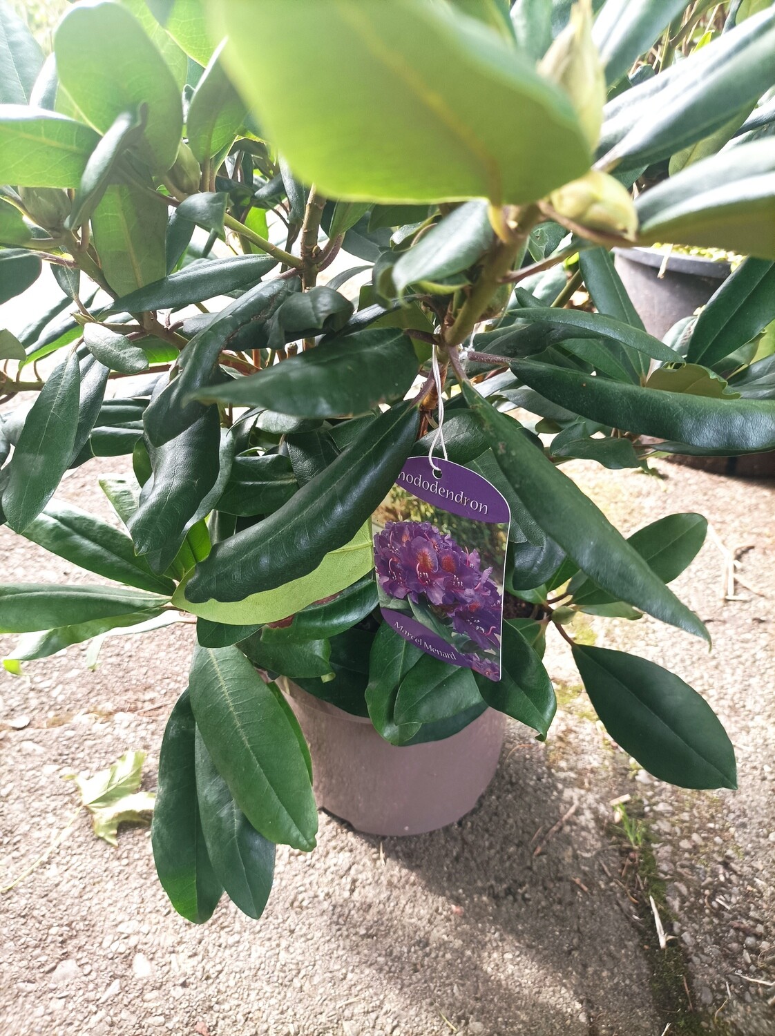 Rhododendron - Marcel Menard