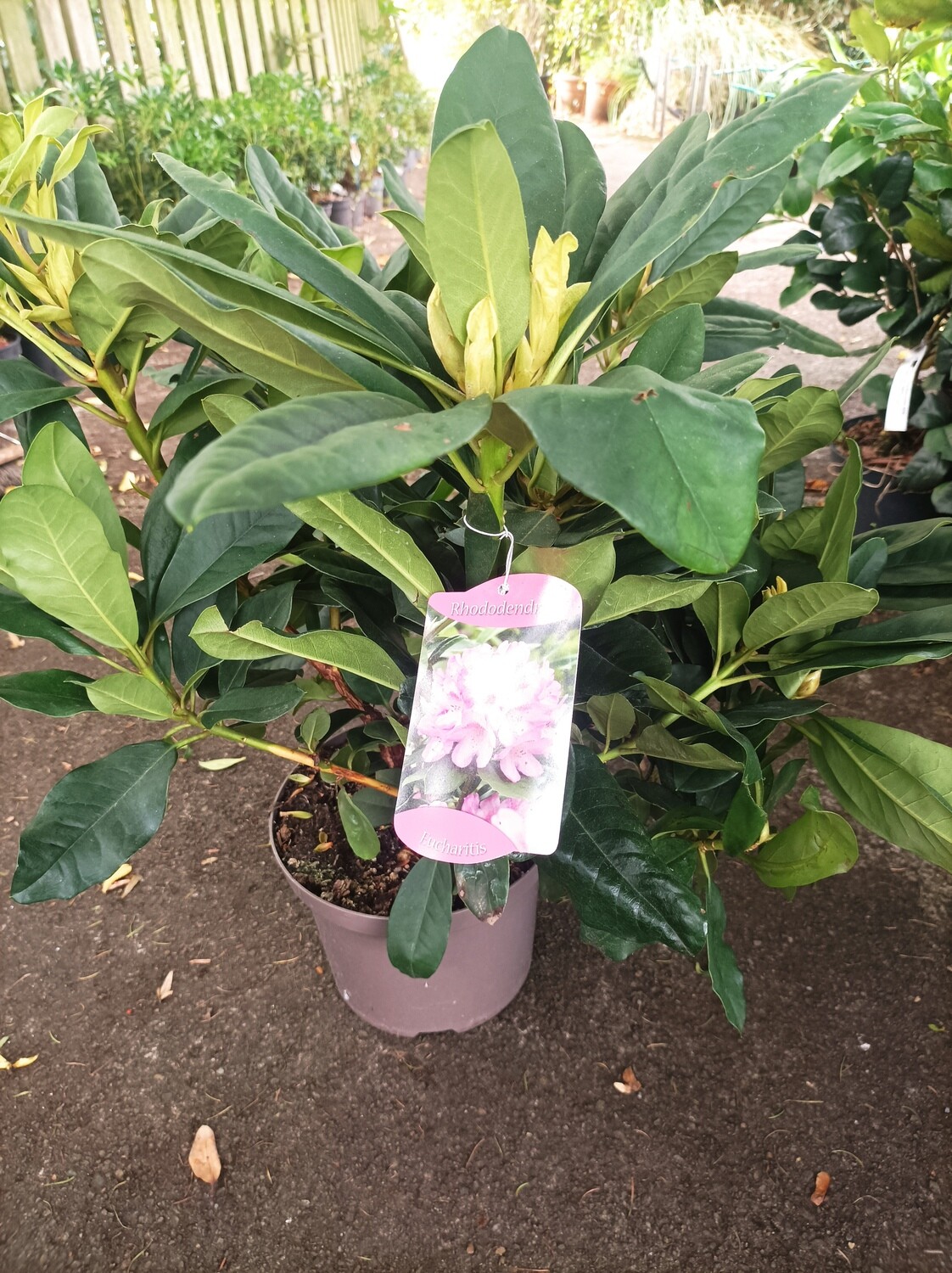 Rhododendron - Eucharitis