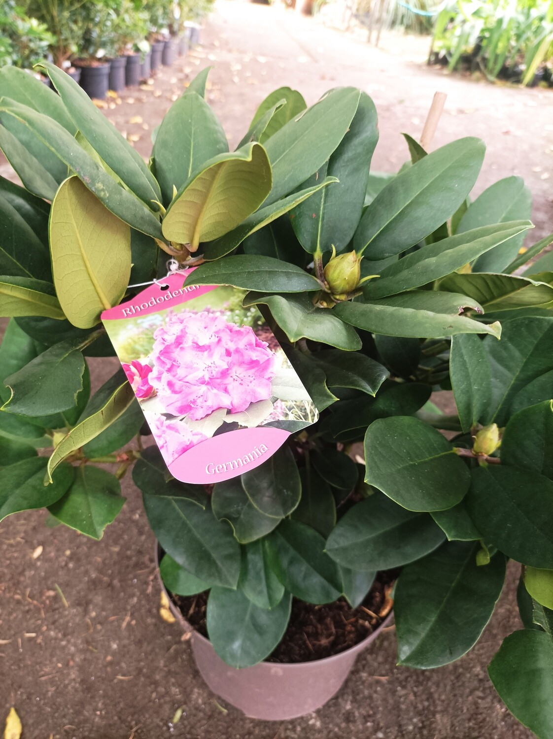 Rhododendron - Germania