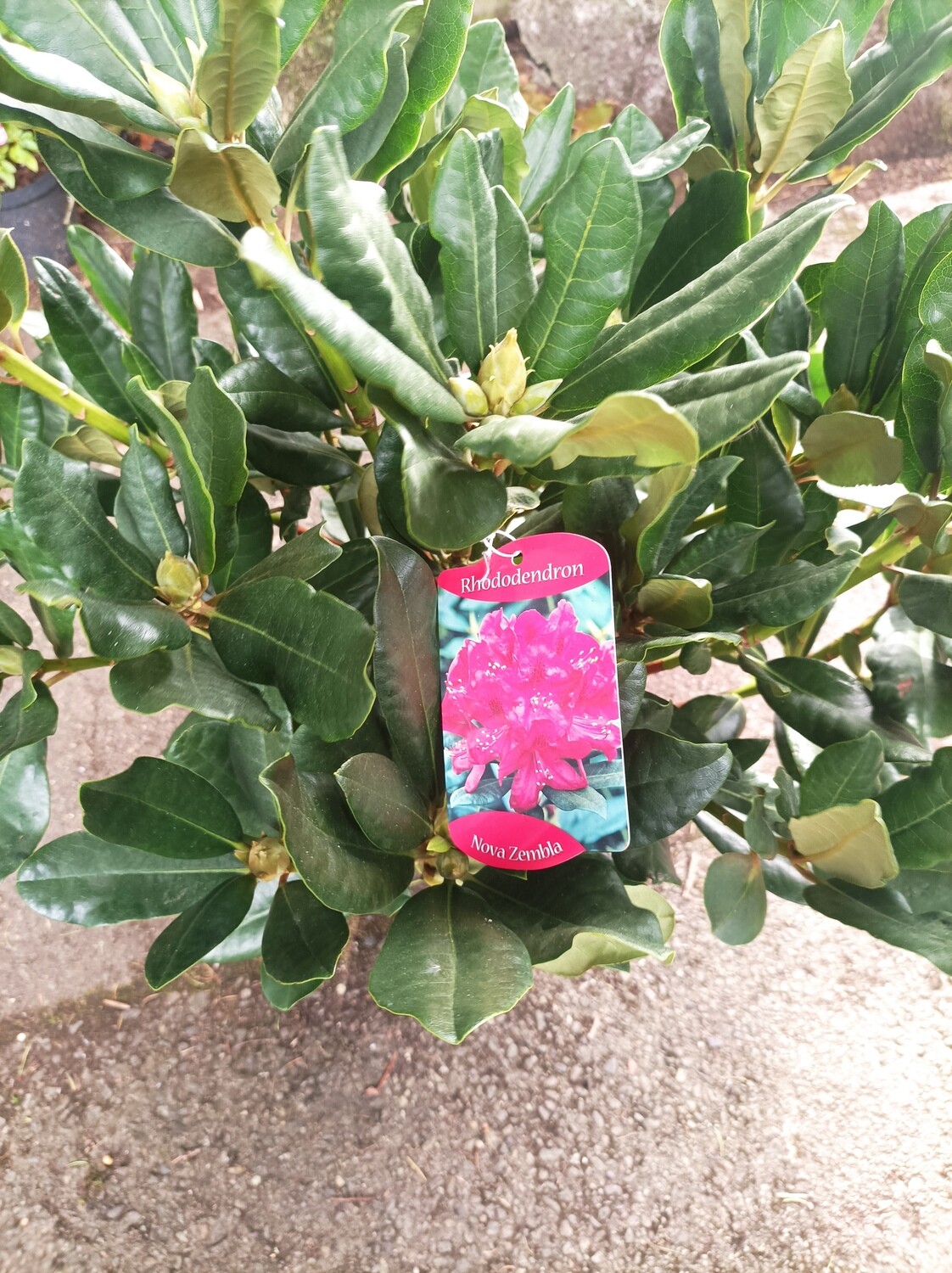 Rhododendron - Nova Zembla