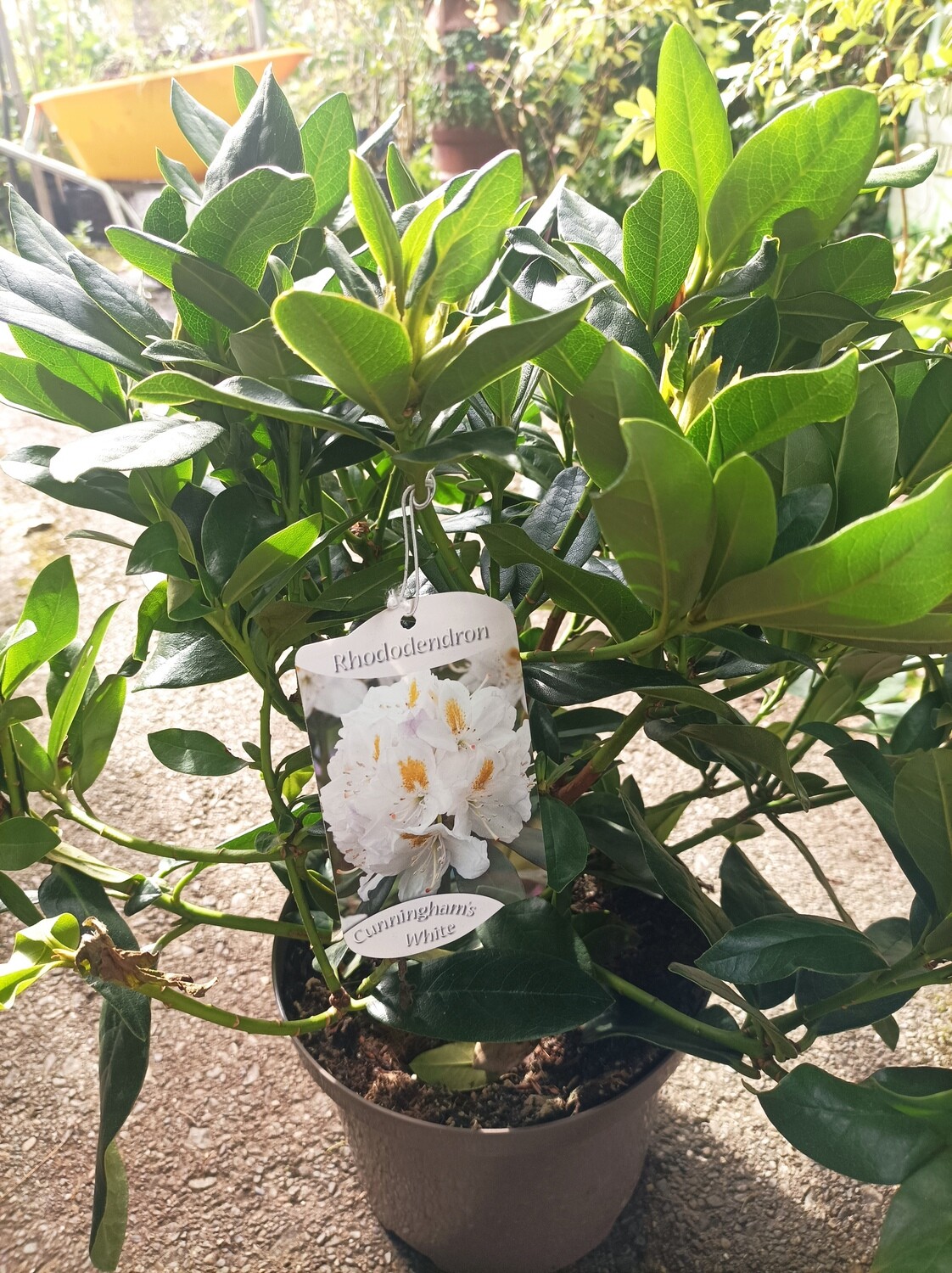 Rhododendron - Cunningham&#39;s White