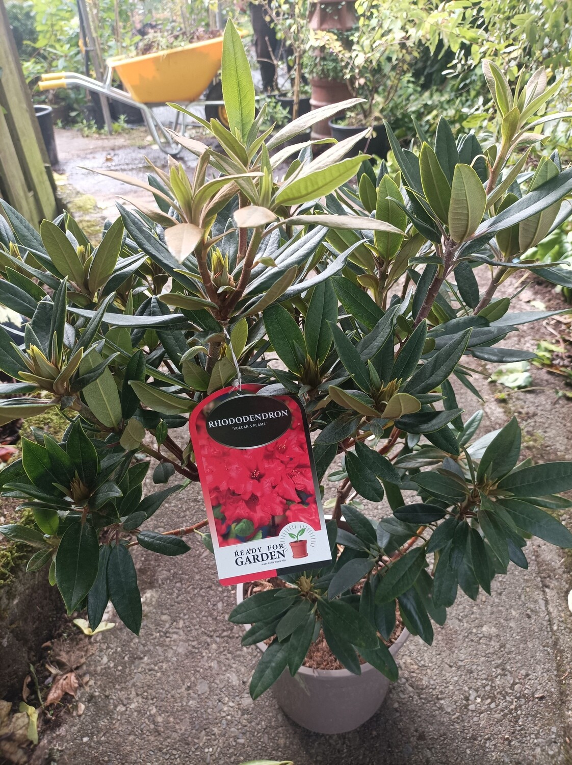 Rhododendron - Vulcans Flame