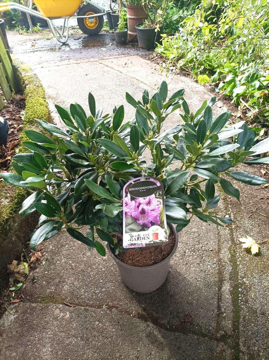 Rhododendron - Blue Jay