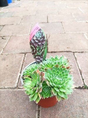 Sempervivum Arachnoideum - Rubin