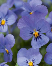 10  Viola-  Ice Babies Sky Blue