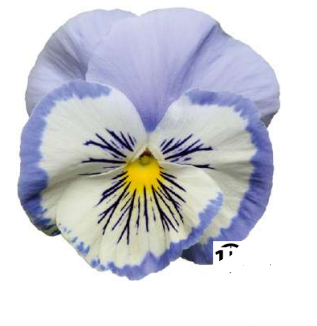 10 Viola -Early Marina