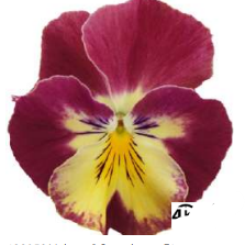 10 Pansy - Volante® Strawberry