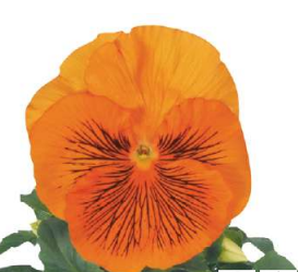 10 Pansy -Cats Orange